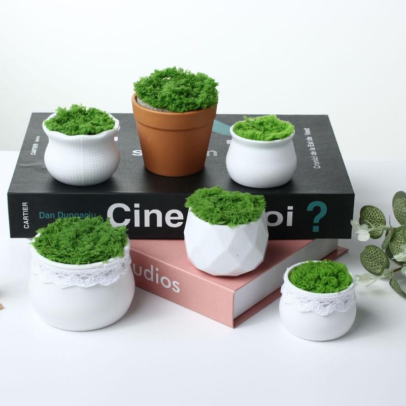 Набор из 5 креативных искусств – обзор и цена Bonsai Garden For Home